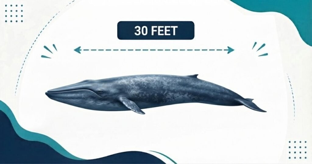 30 Feet Blue Whale