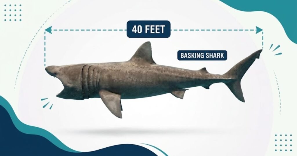 40 ft Basking Shark